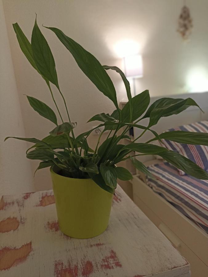 شقة Confortable Habitacion Centrica En Piso Privado مالقة المظهر الخارجي الصورة