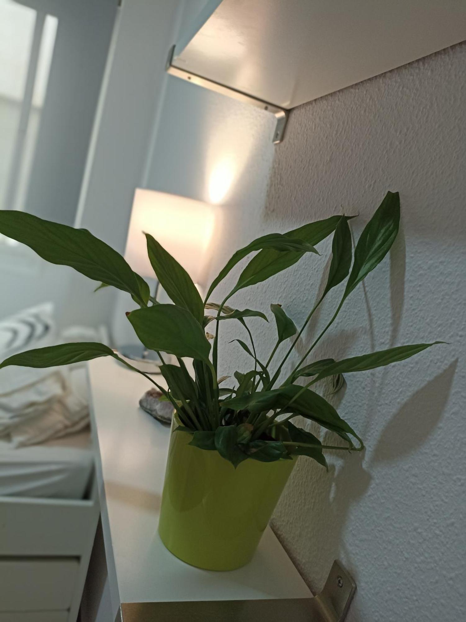 شقة Confortable Habitacion Centrica En Piso Privado مالقة المظهر الخارجي الصورة